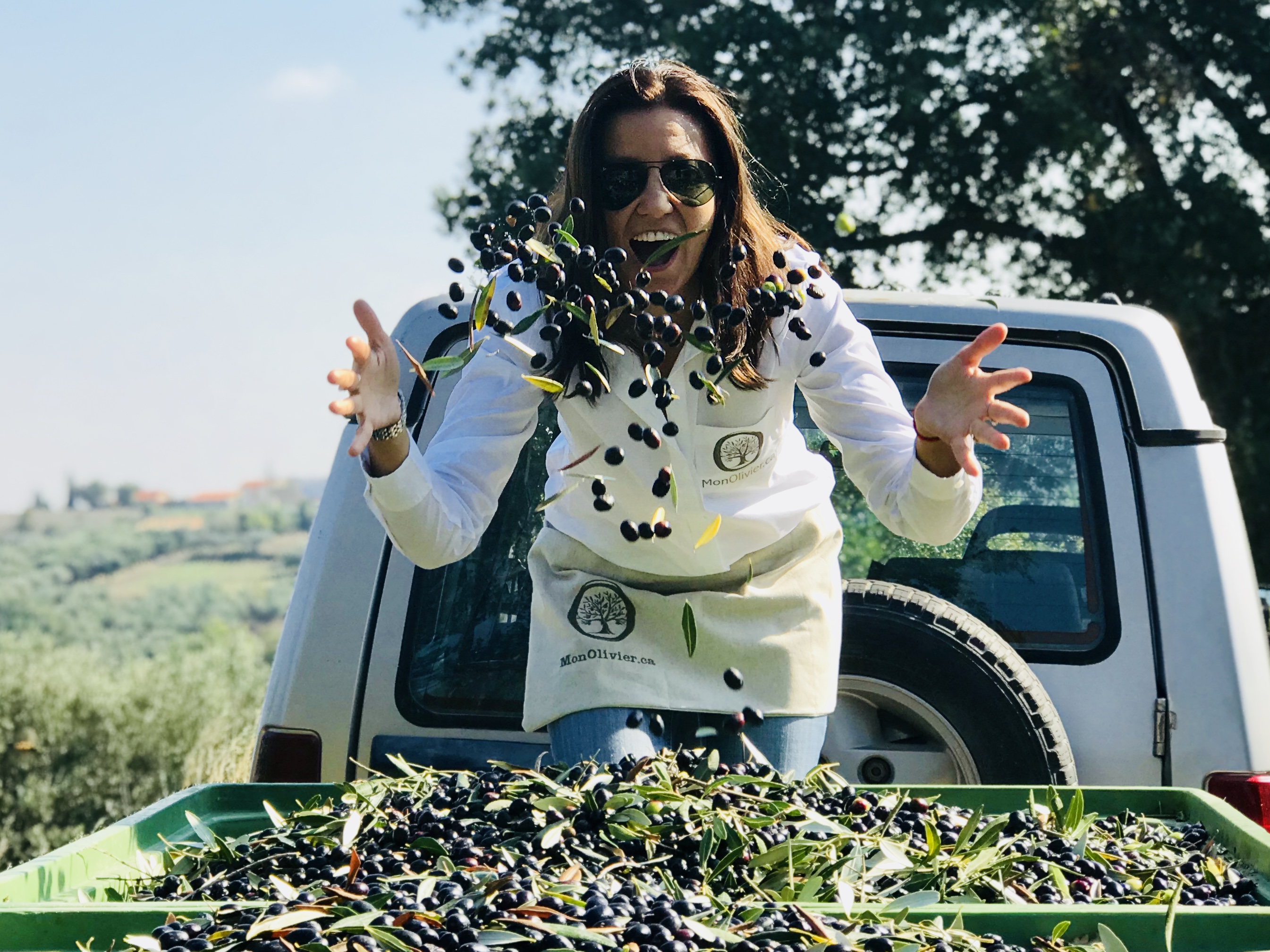 Les récoltes des olives ont lieu en Italie